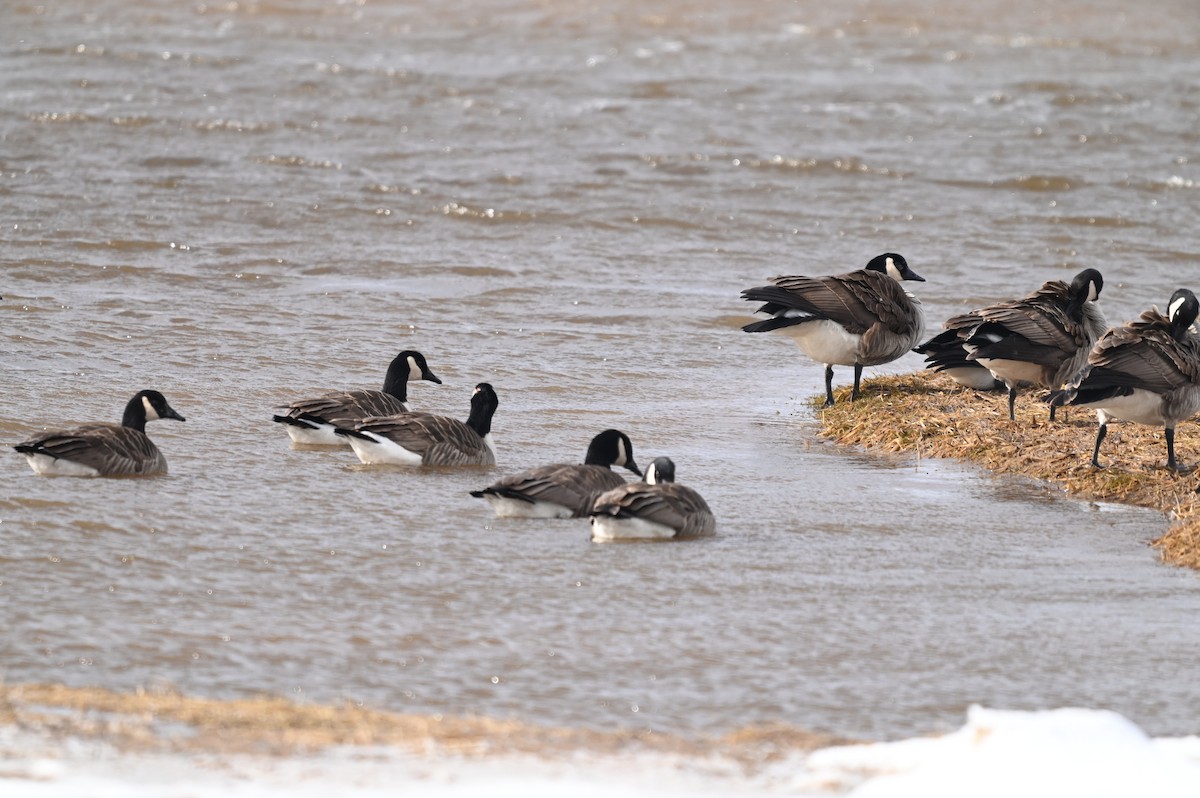 Oca canadese maggiore - ML652727721