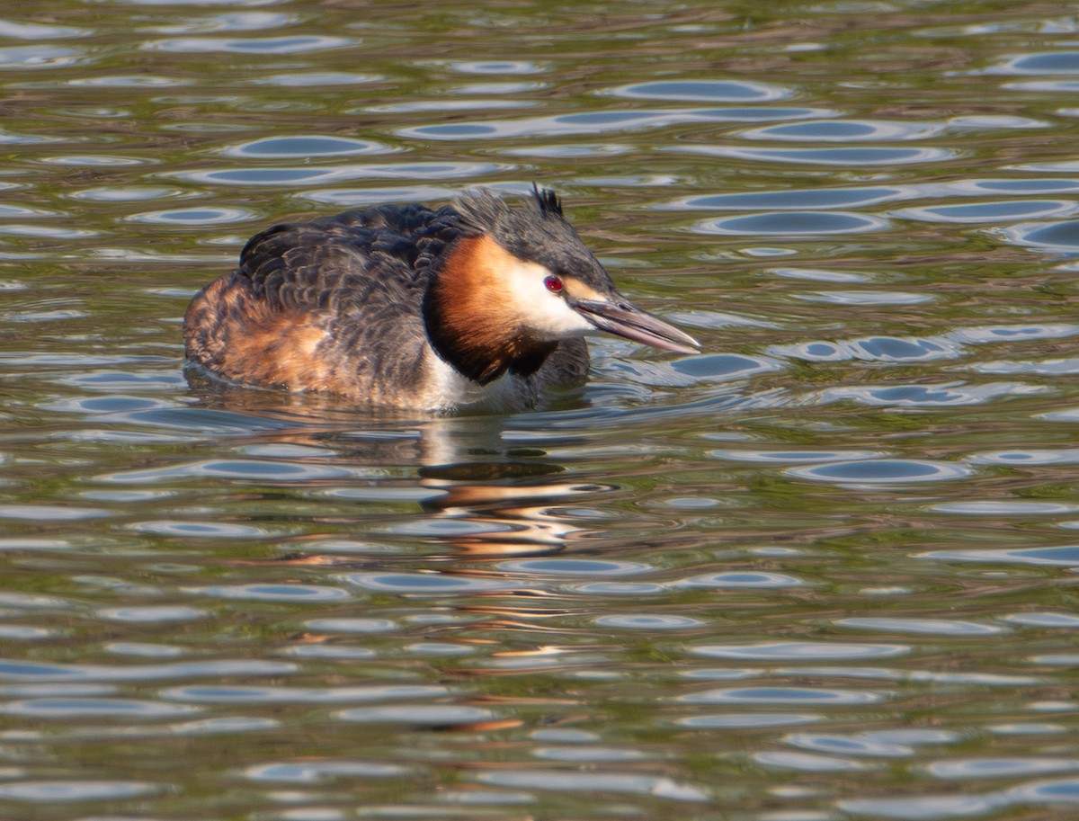 Чомга - ML652727730