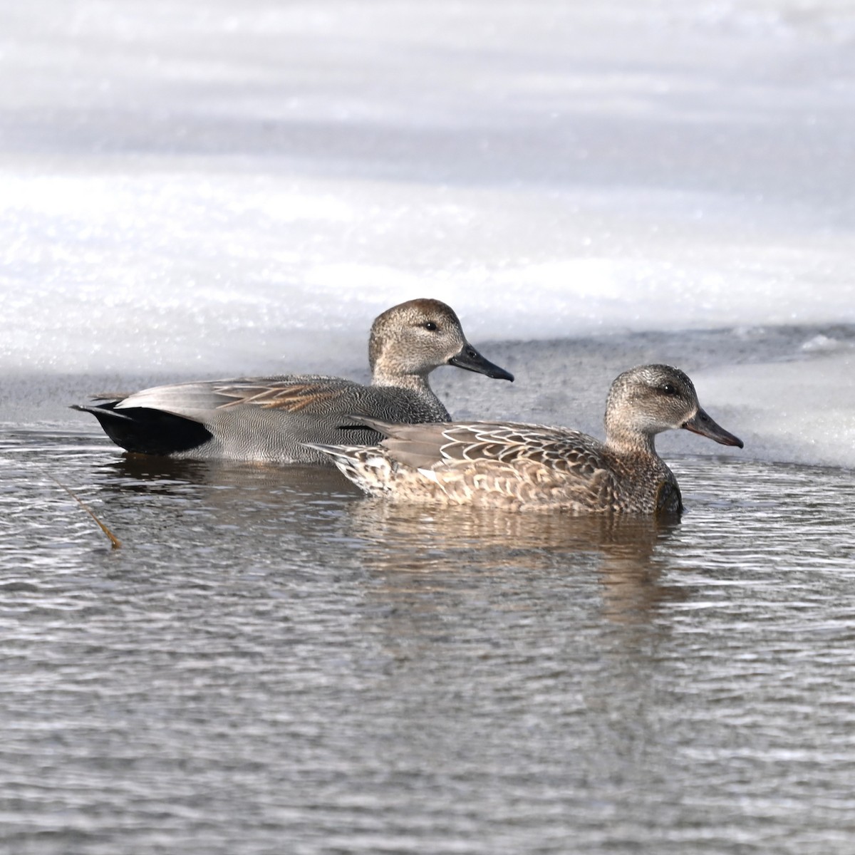 Canapiglia - ML652727735