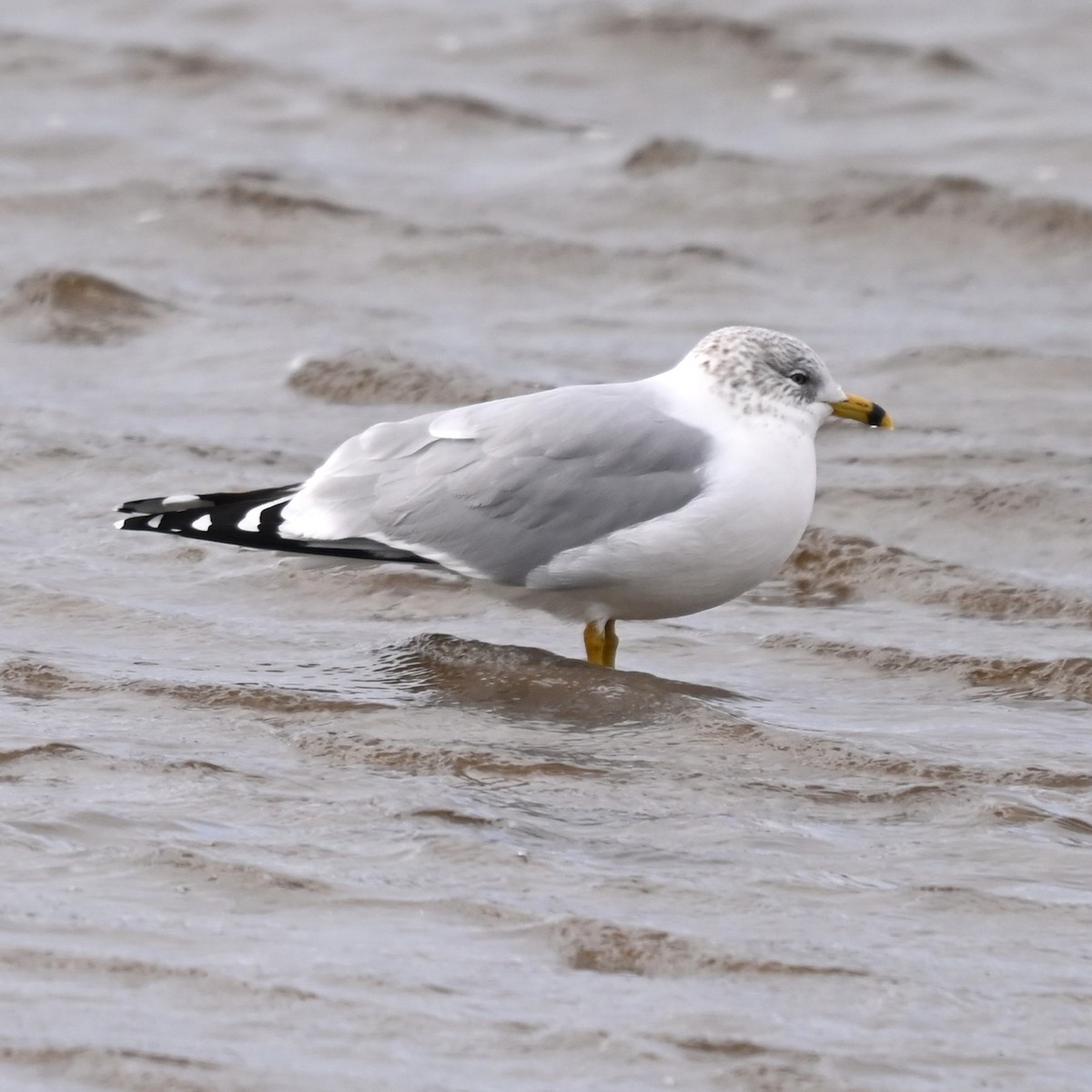 Gavina americana - ML652727746