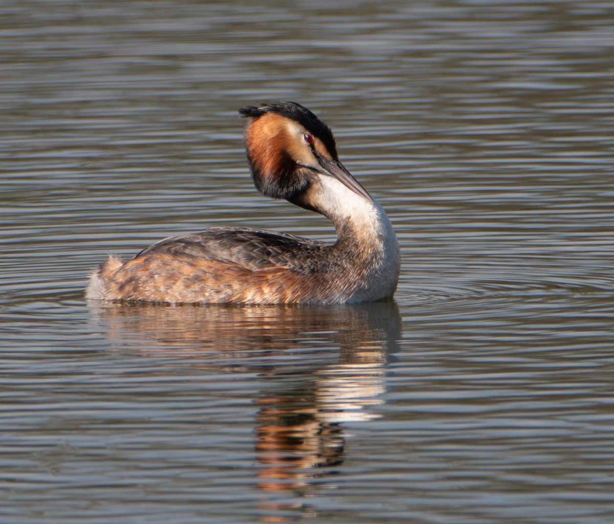 Чомга - ML652727753