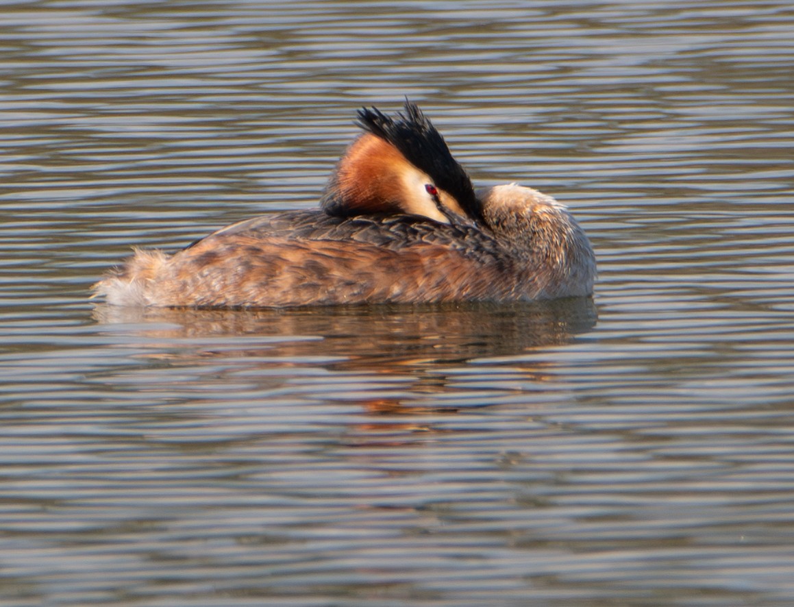 Чомга - ML652727763