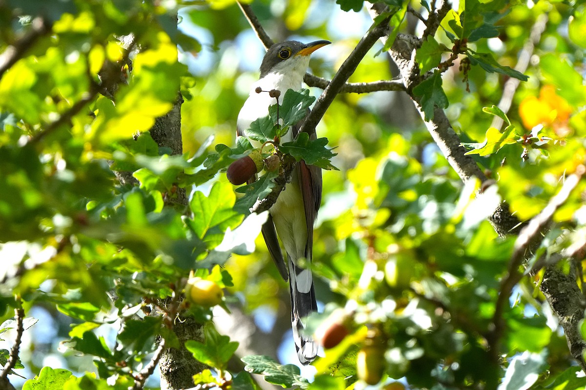 Coulicou à bec jaune - ML652728305