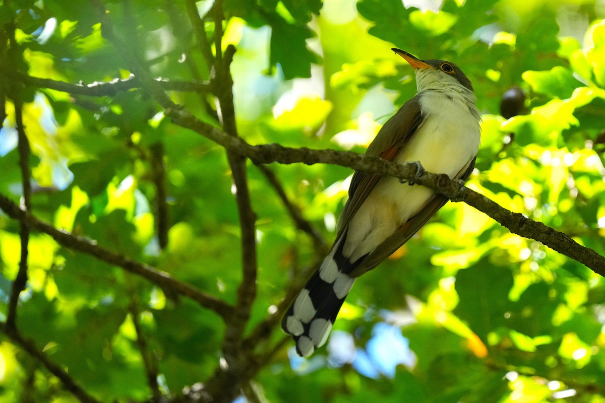 Coulicou à bec jaune - ML652728309