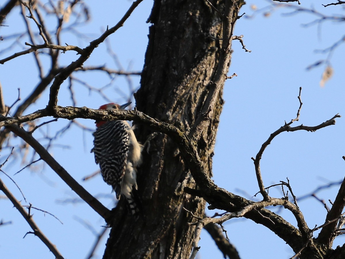 Red-bellied Woodpecker - ML652728670