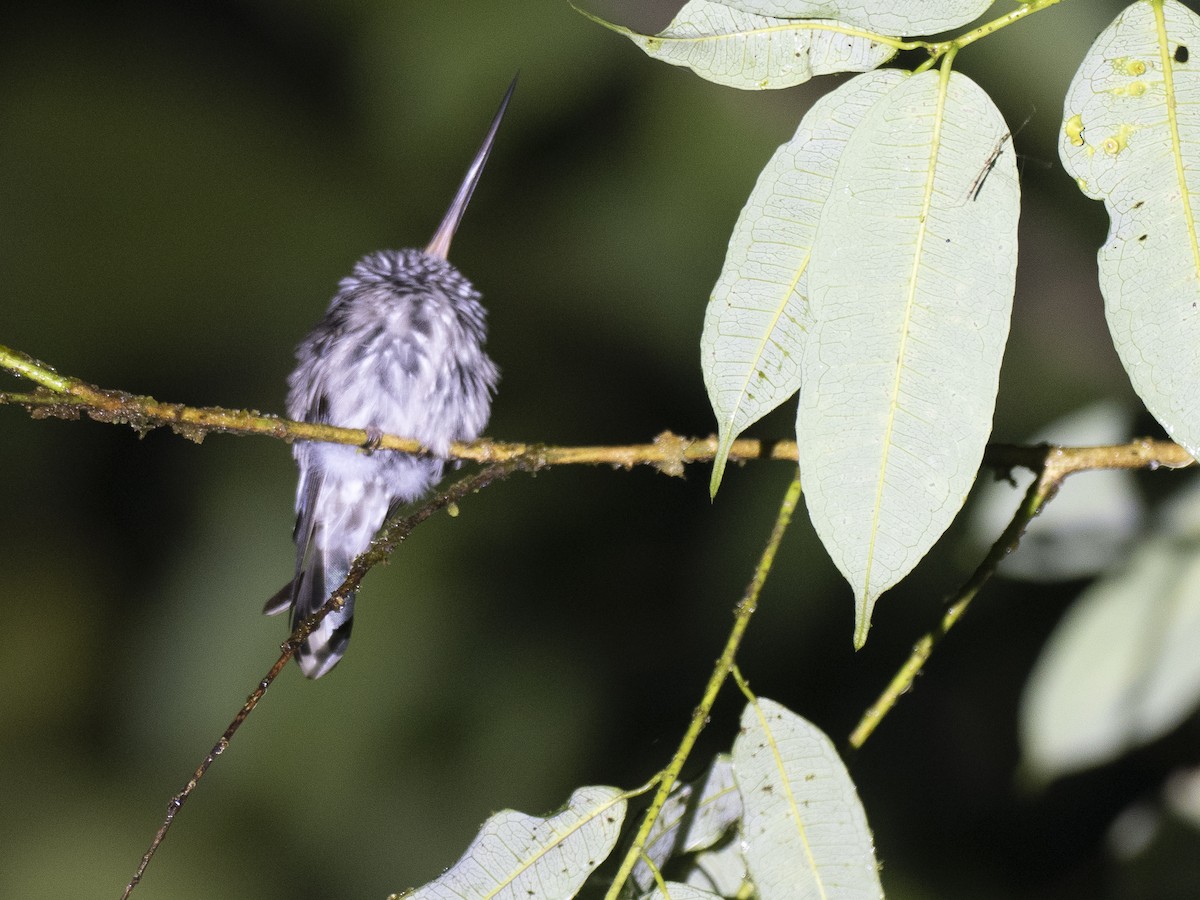 ML652728705 - Tooth-billed Hummingbird - Macaulay Library