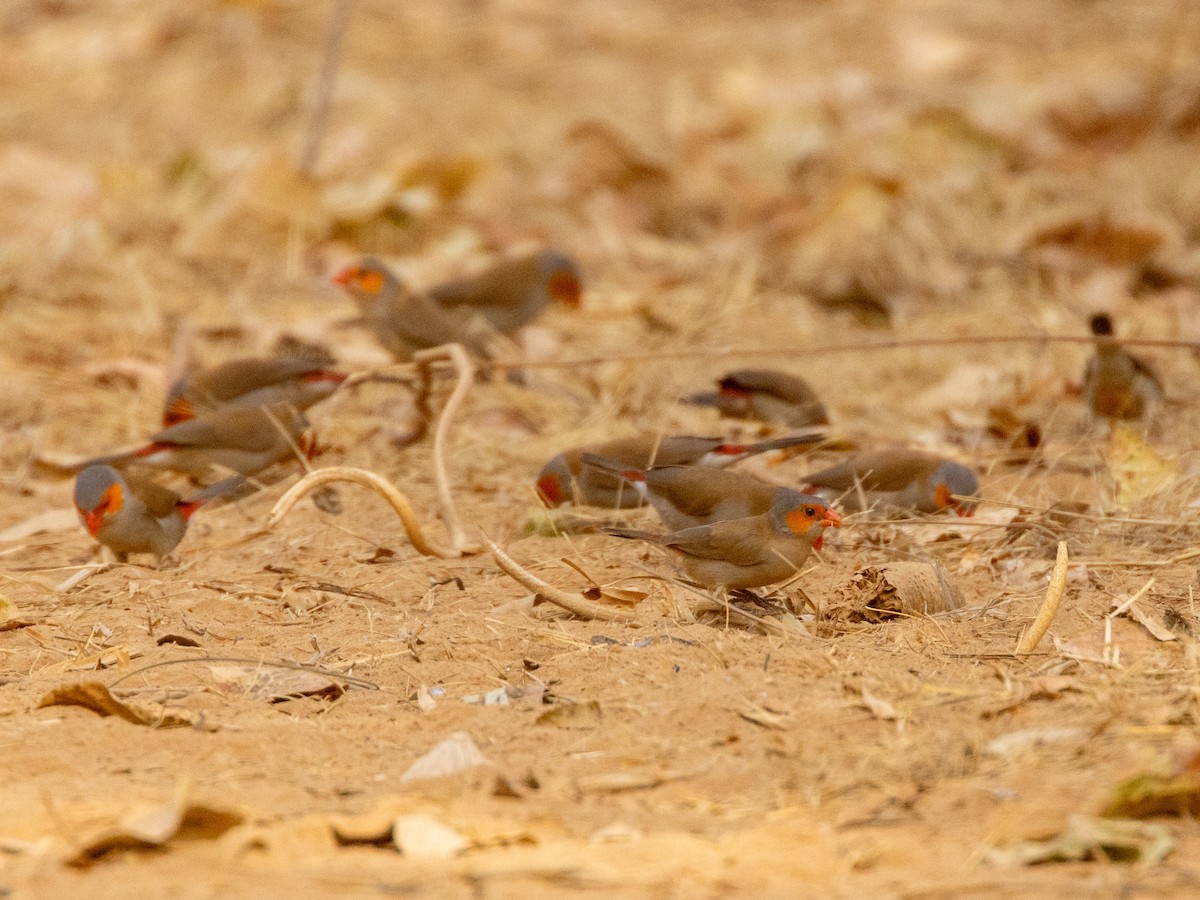 Оранжевощёкий астрильд - ML652728716