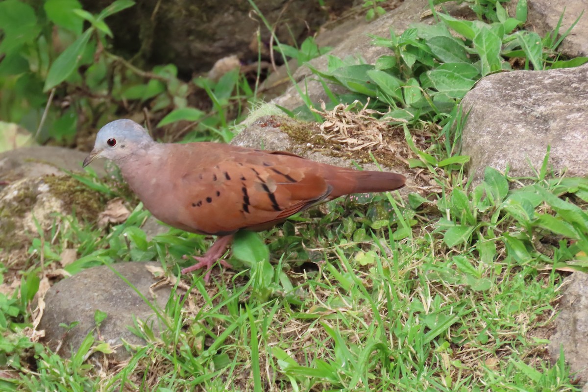 Ruddy Ground Dove - ML652728729