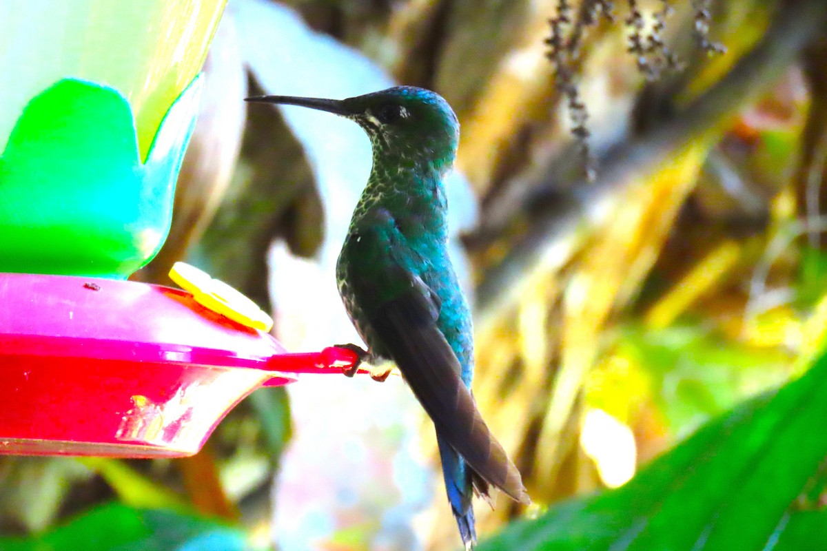 Green-crowned Brilliant - ML652728747