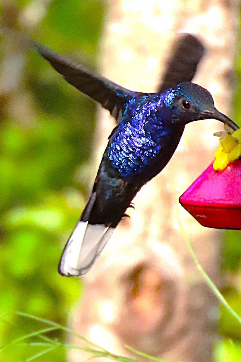 Violet Sabrewing - ML652728763