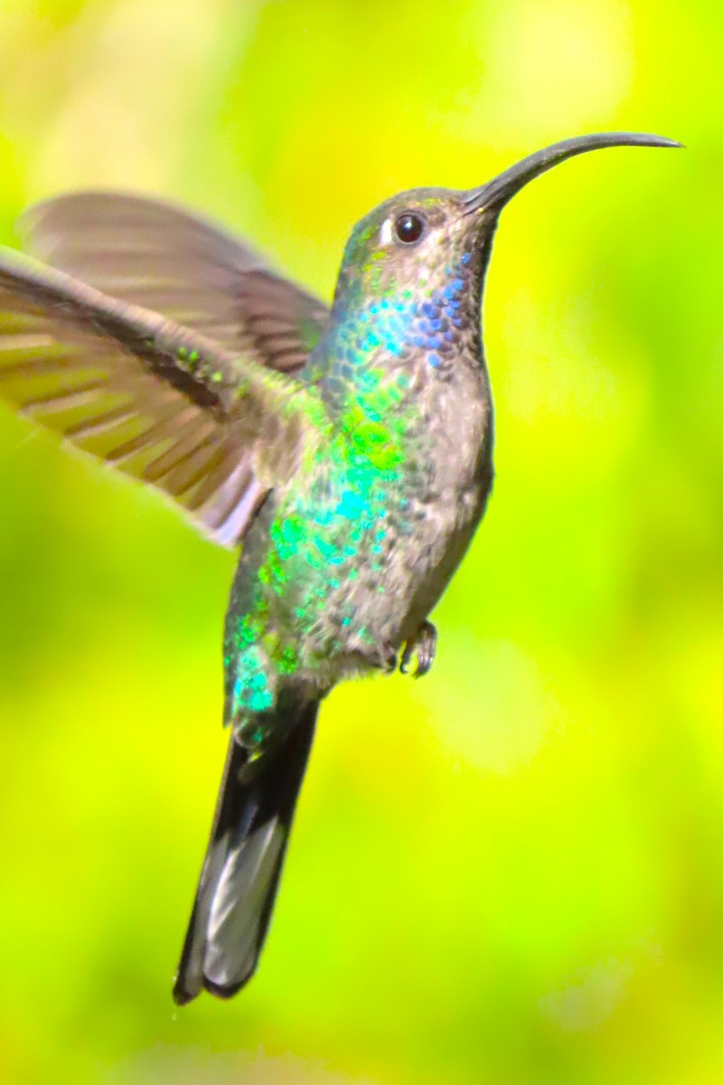 Violet Sabrewing - ML652728764