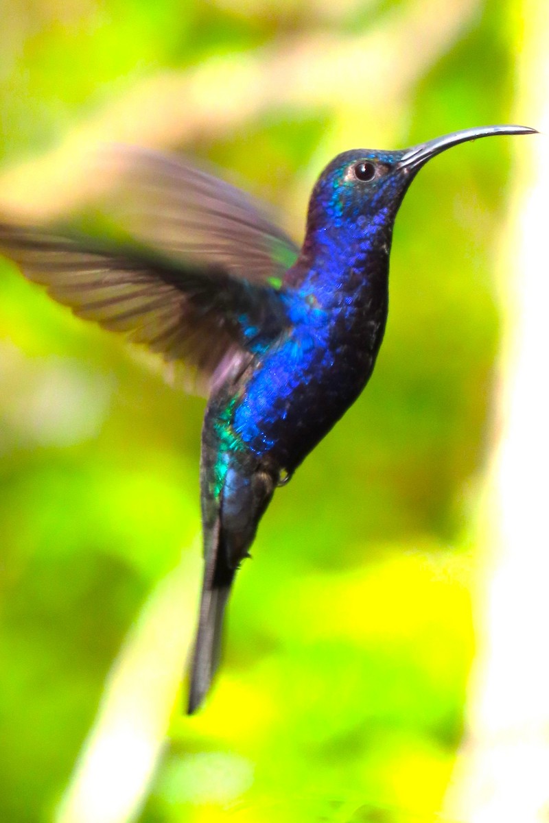 Violet Sabrewing - ML652728765