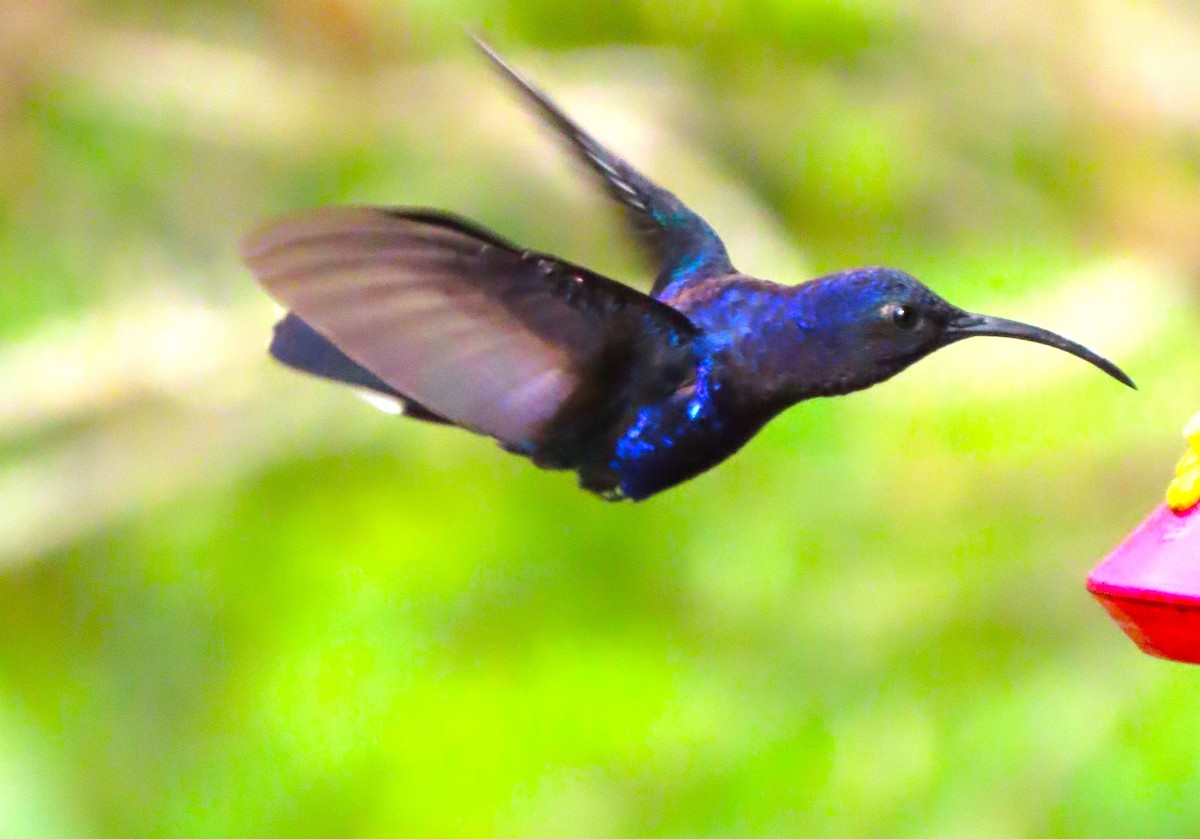 Violet Sabrewing - ML652728766