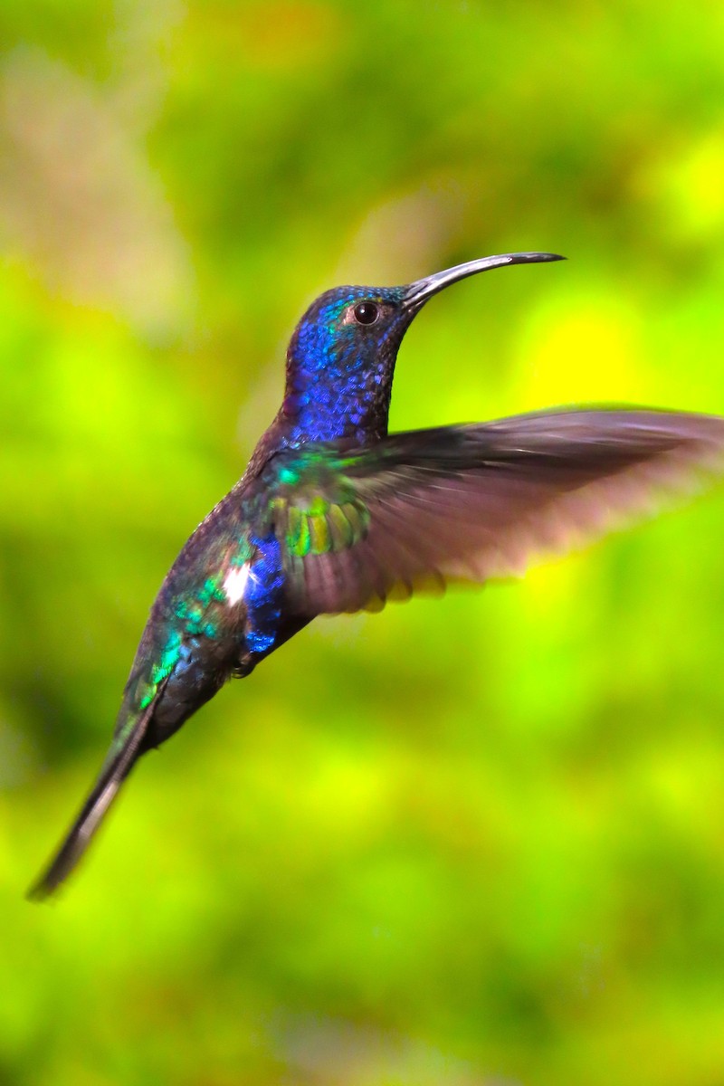 Violet Sabrewing - ML652728767