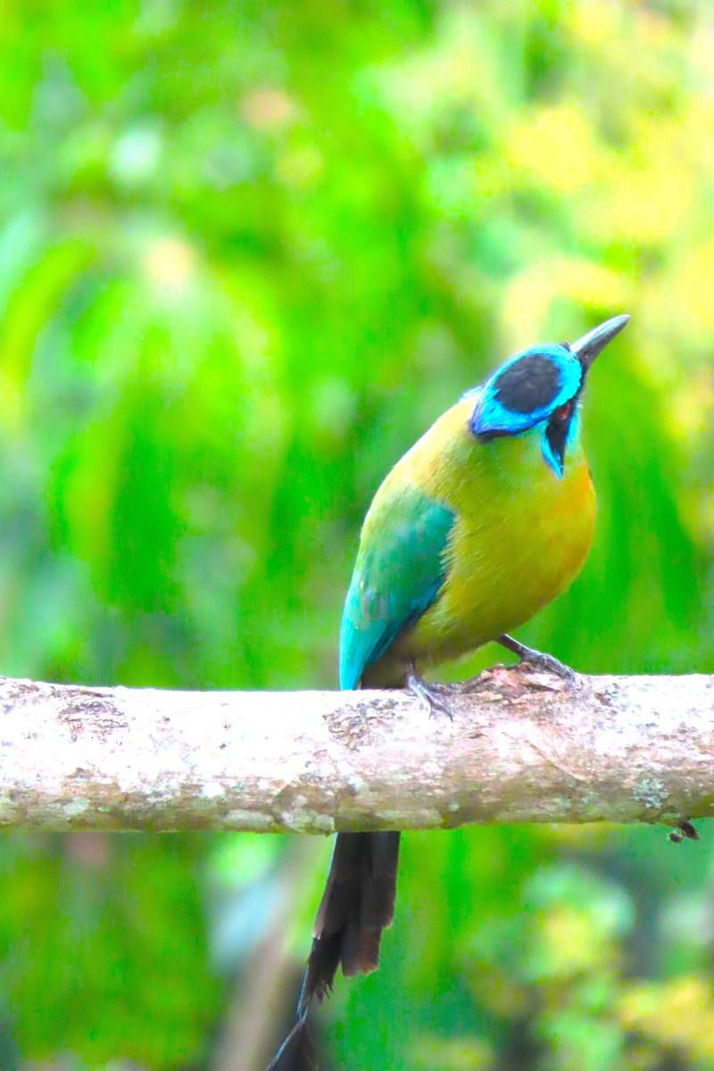 Lesson's Motmot - ML652728784