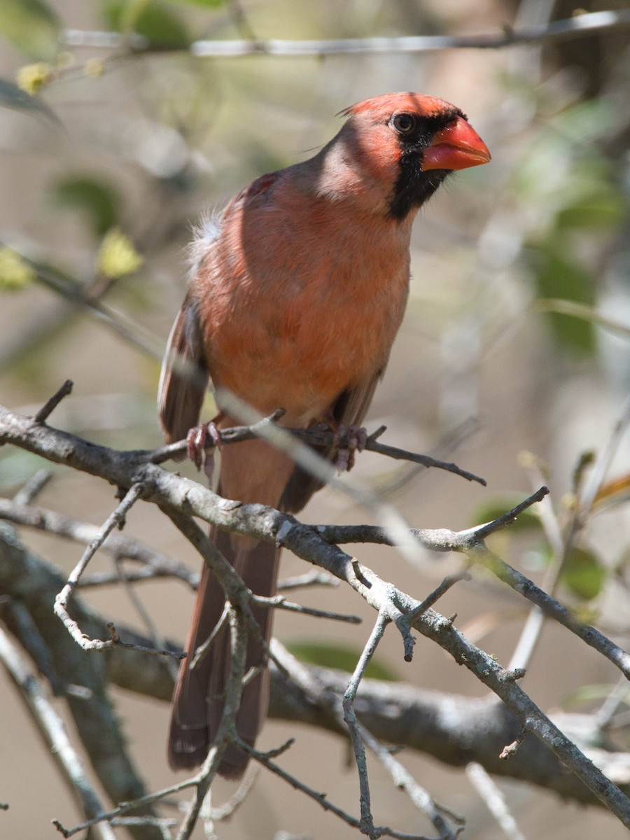 Northern Cardinal - ML652728786