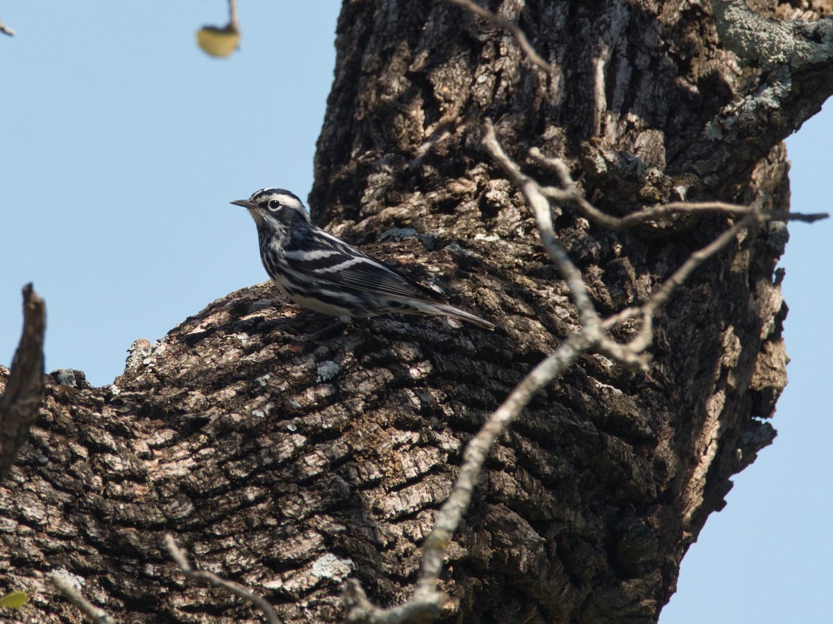 Black-and-white Warbler - ML652728791