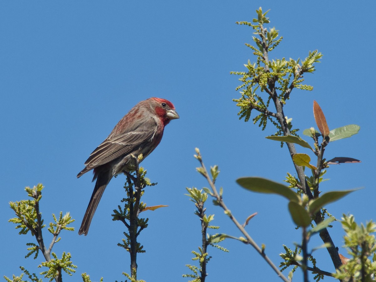 House Finch - ML652728798