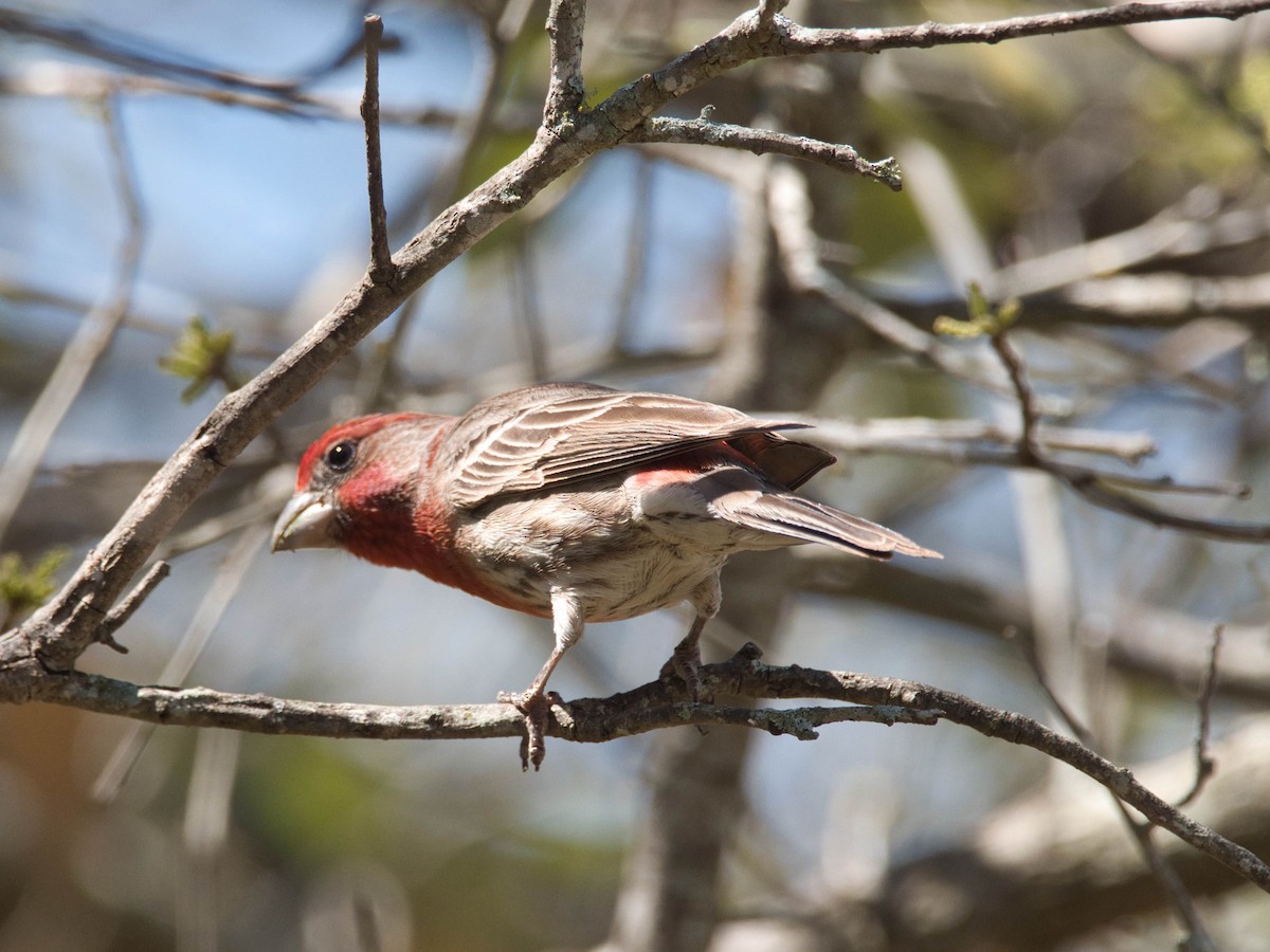 House Finch - ML652728799