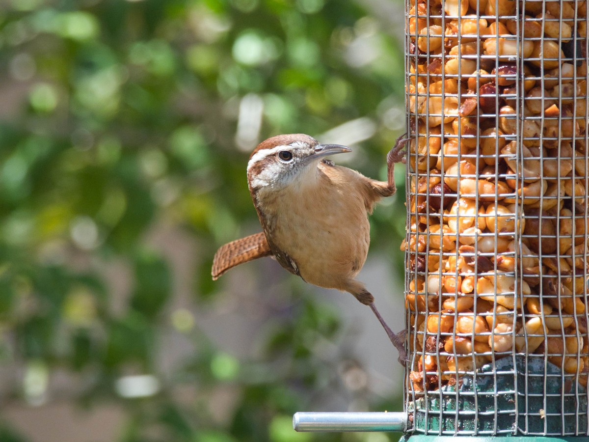Carolina Wren - ML652728802