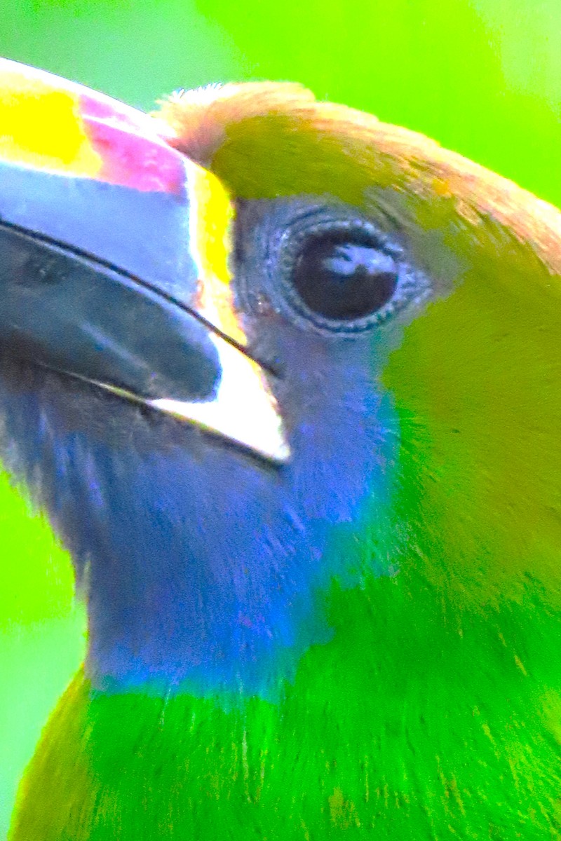 Northern Emerald-Toucanet - ML652728806