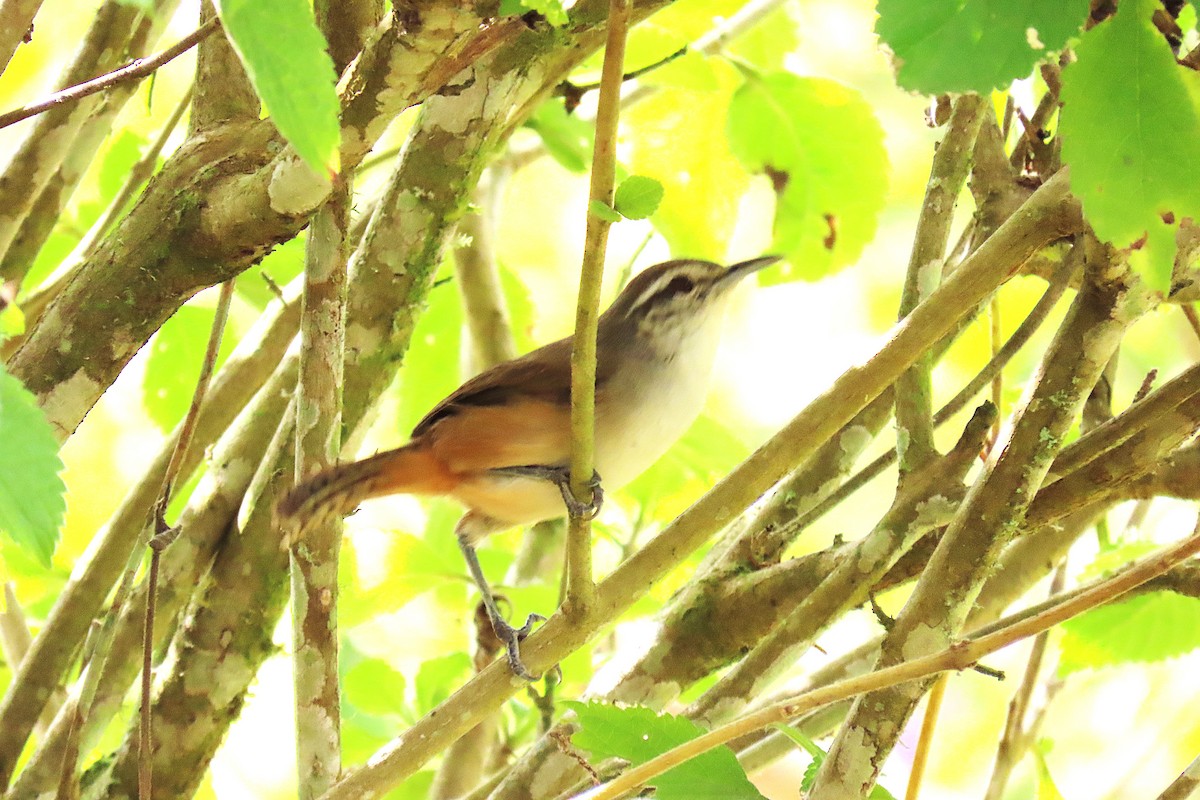 Isthmian Wren - ML652728819