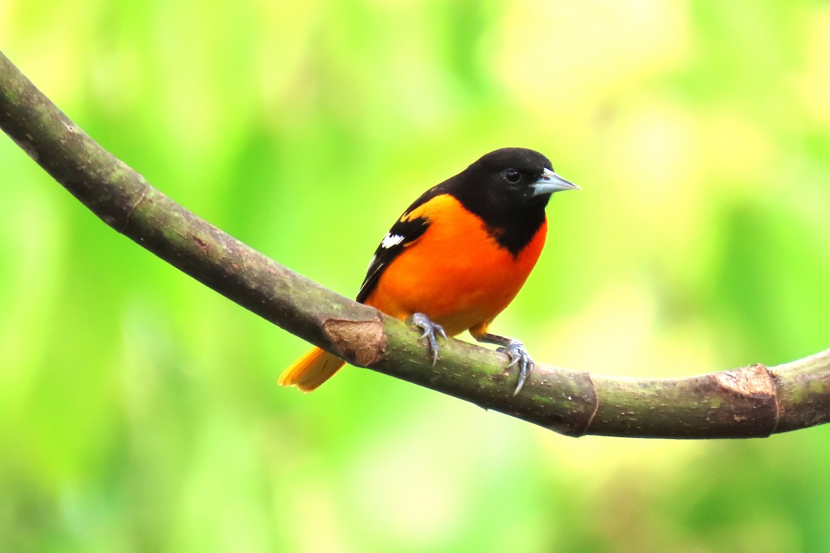 Baltimore Oriole - ML652728830