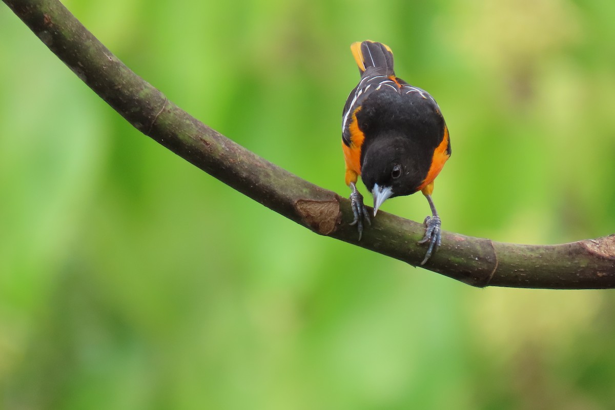 Baltimore Oriole - ML652728831