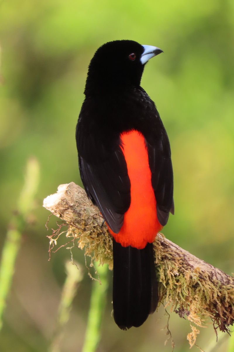Scarlet-rumped Tanager - ML652728846