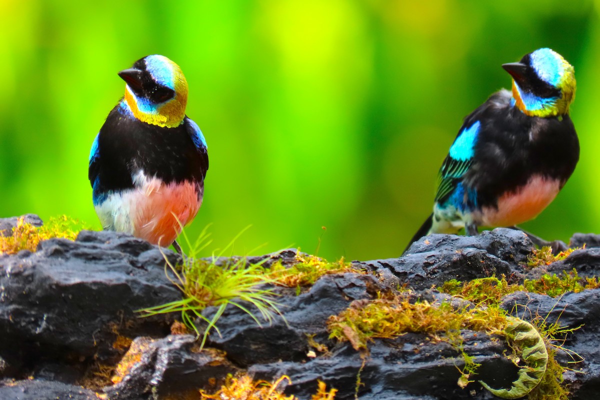 Golden-hooded Tanager - ML652728861