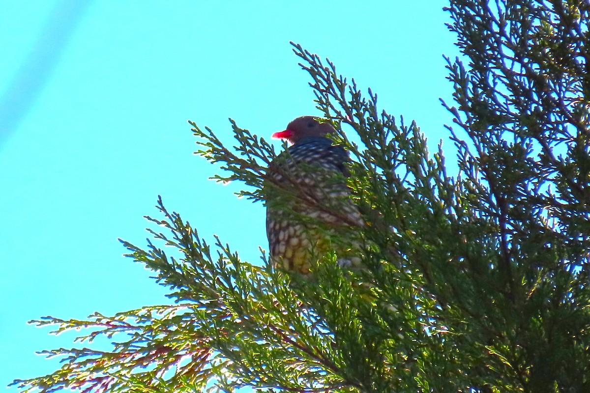 Scaled Pigeon - ML652728948