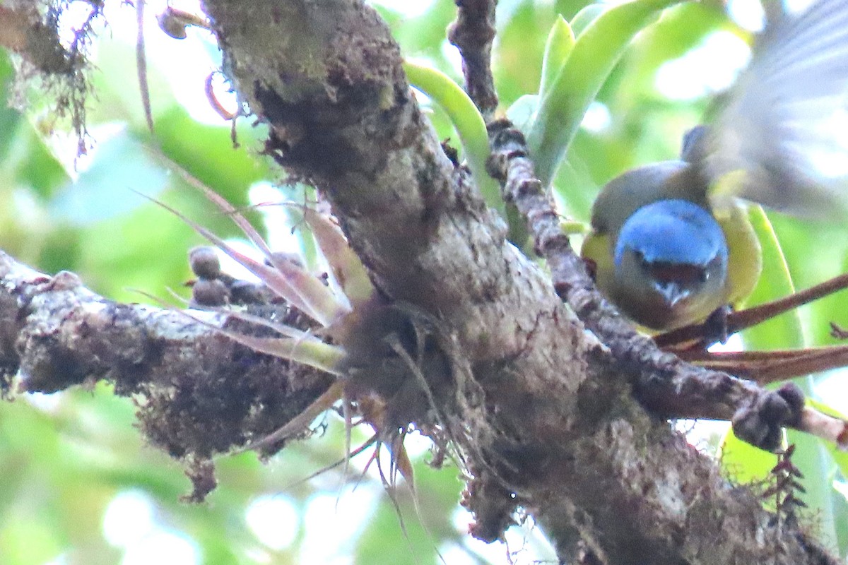 Elegant Euphonia - ML652729009