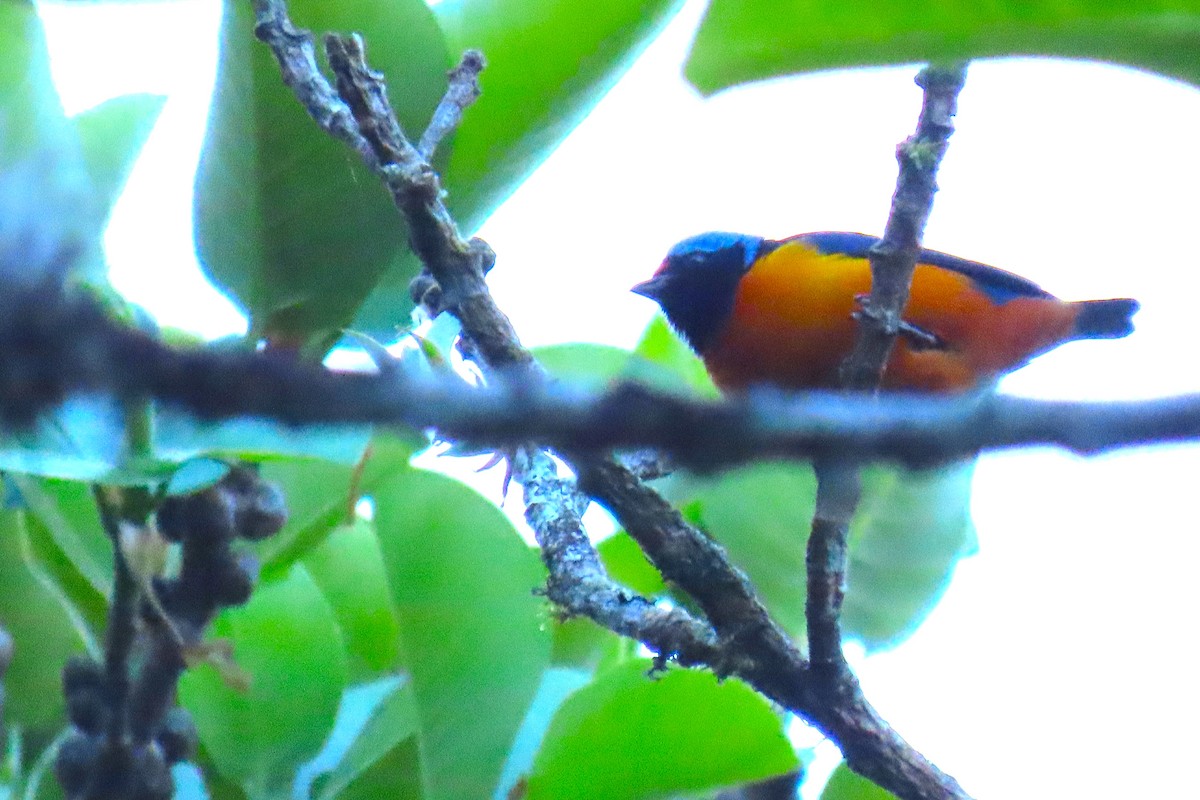 Elegant Euphonia - ML652729010