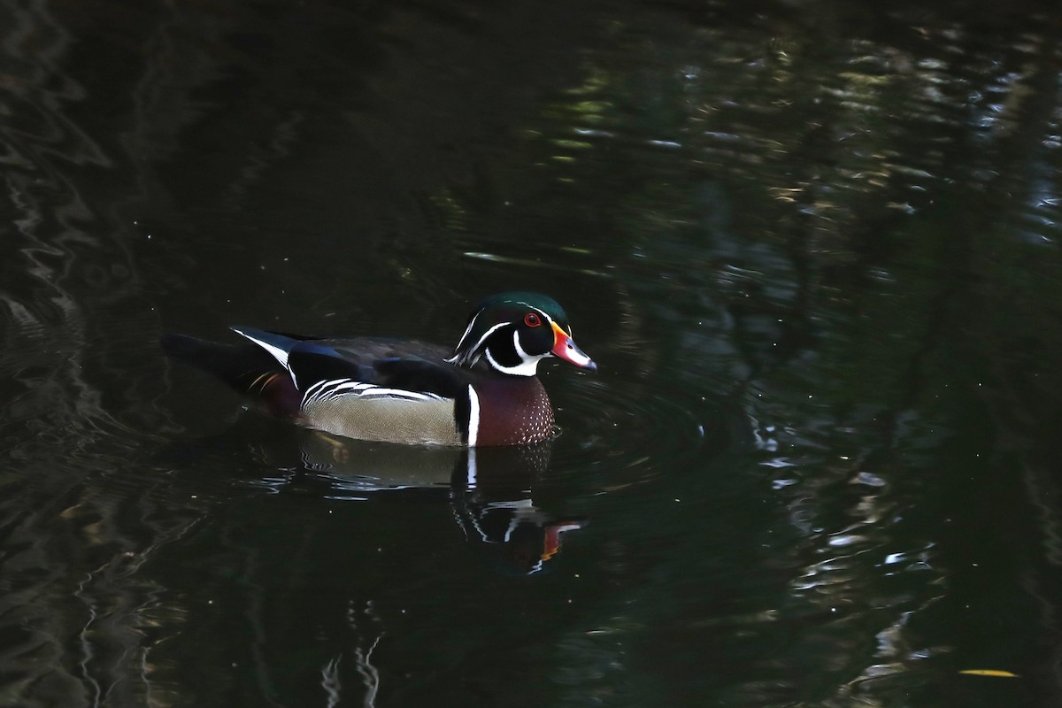 Wood Duck - ML652729028