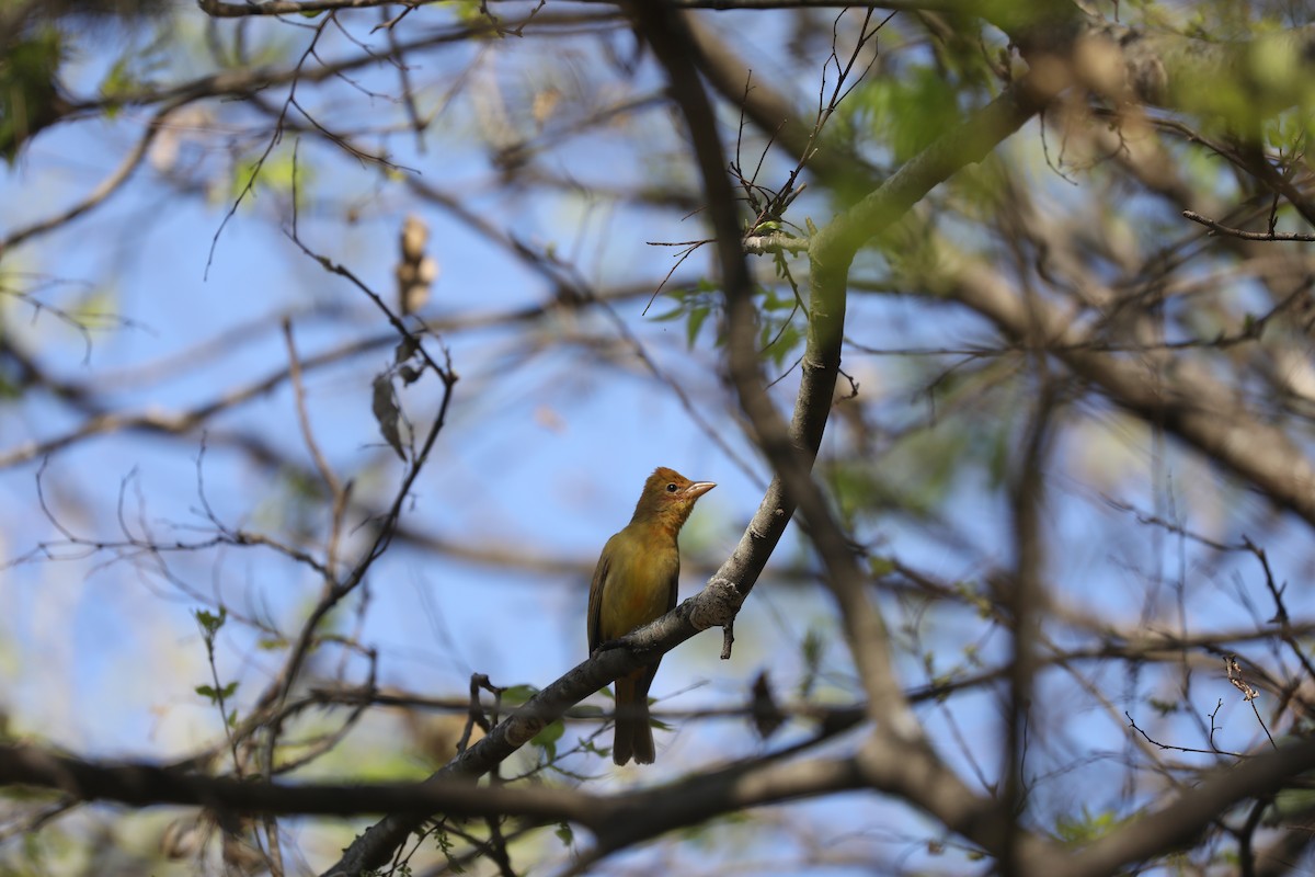 Summer Tanager - ML652729031