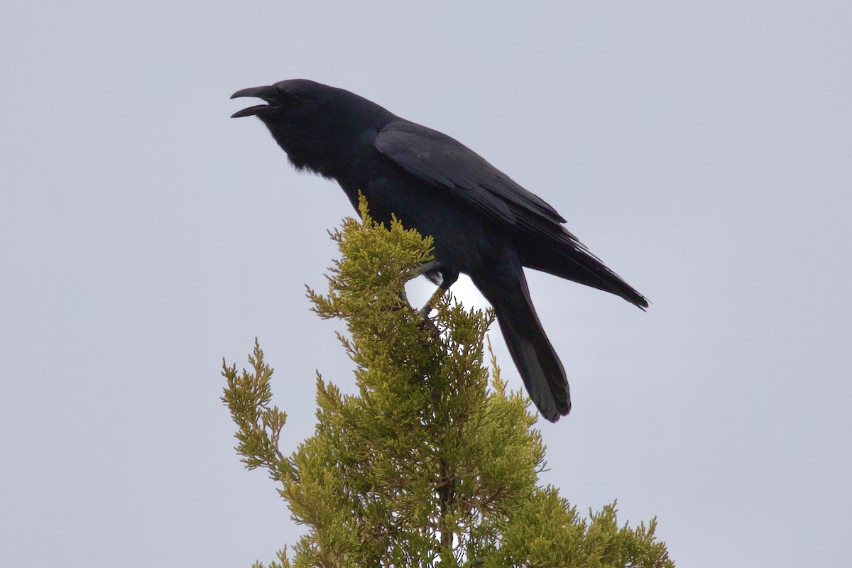 Fish Crow - ML652729108