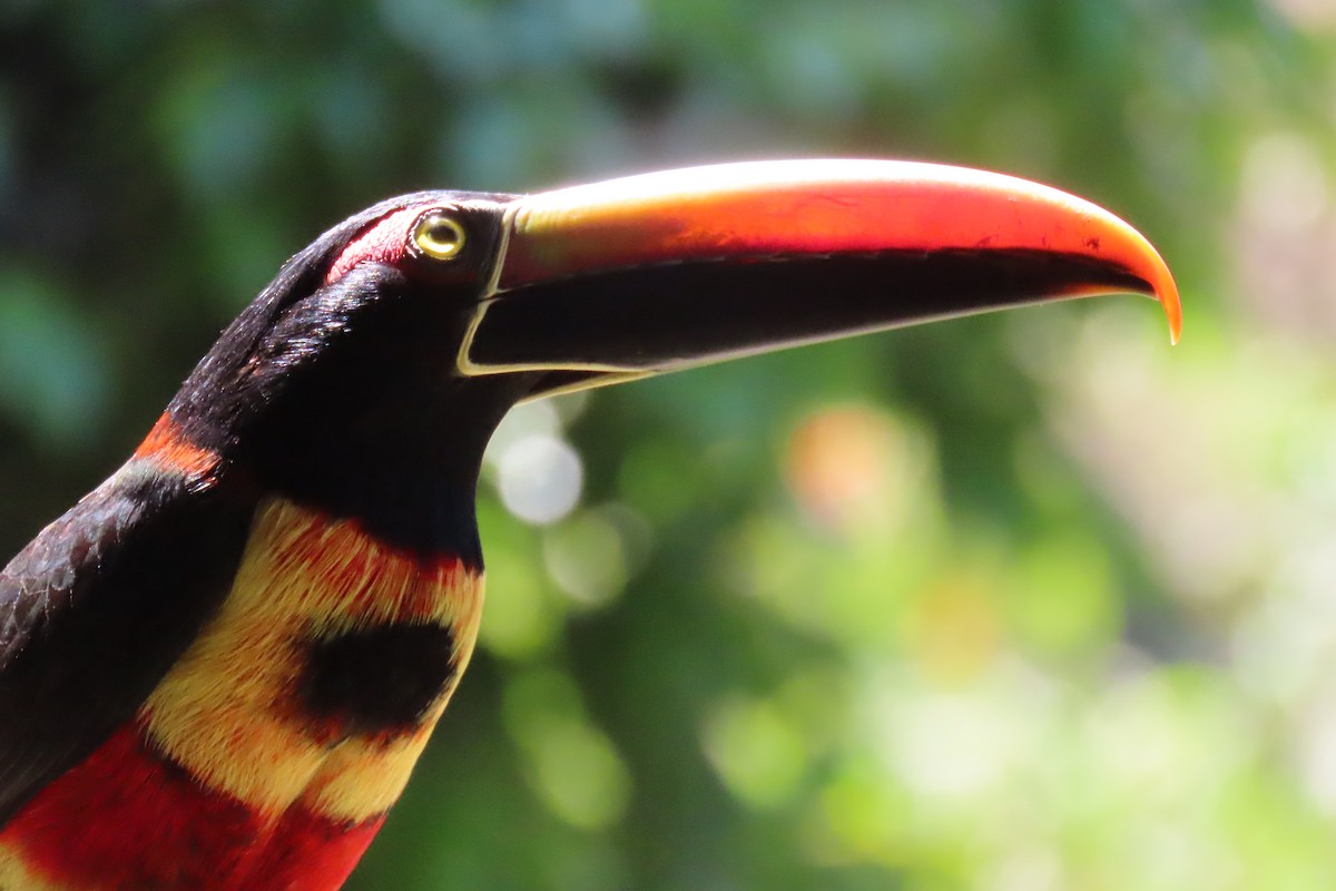 Fiery-billed Aracari - ML652729115