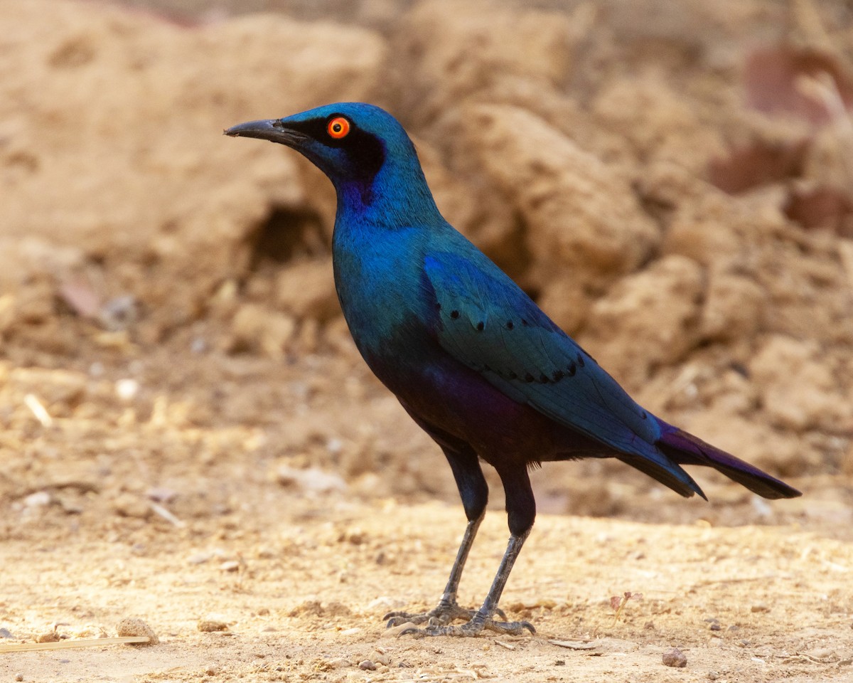 Бронзовохвостый спрео - ML652729166