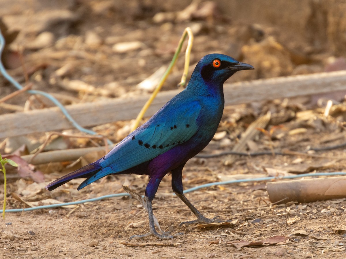 Бронзовохвостый спрео - ML652729179