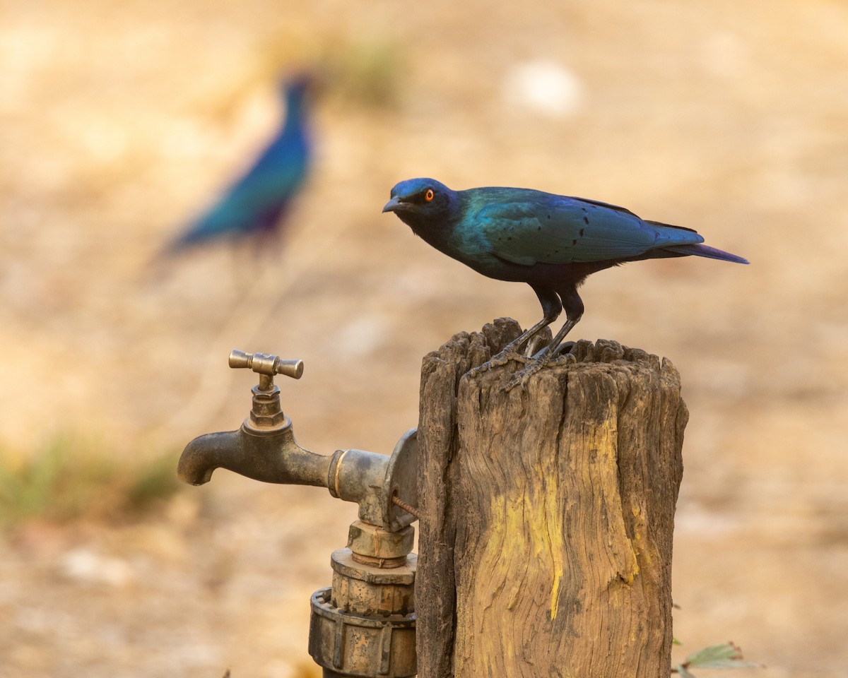 Бронзовохвостый спрео - ML652729191