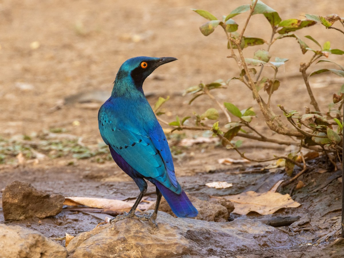 Бронзовохвостый спрео - ML652729207