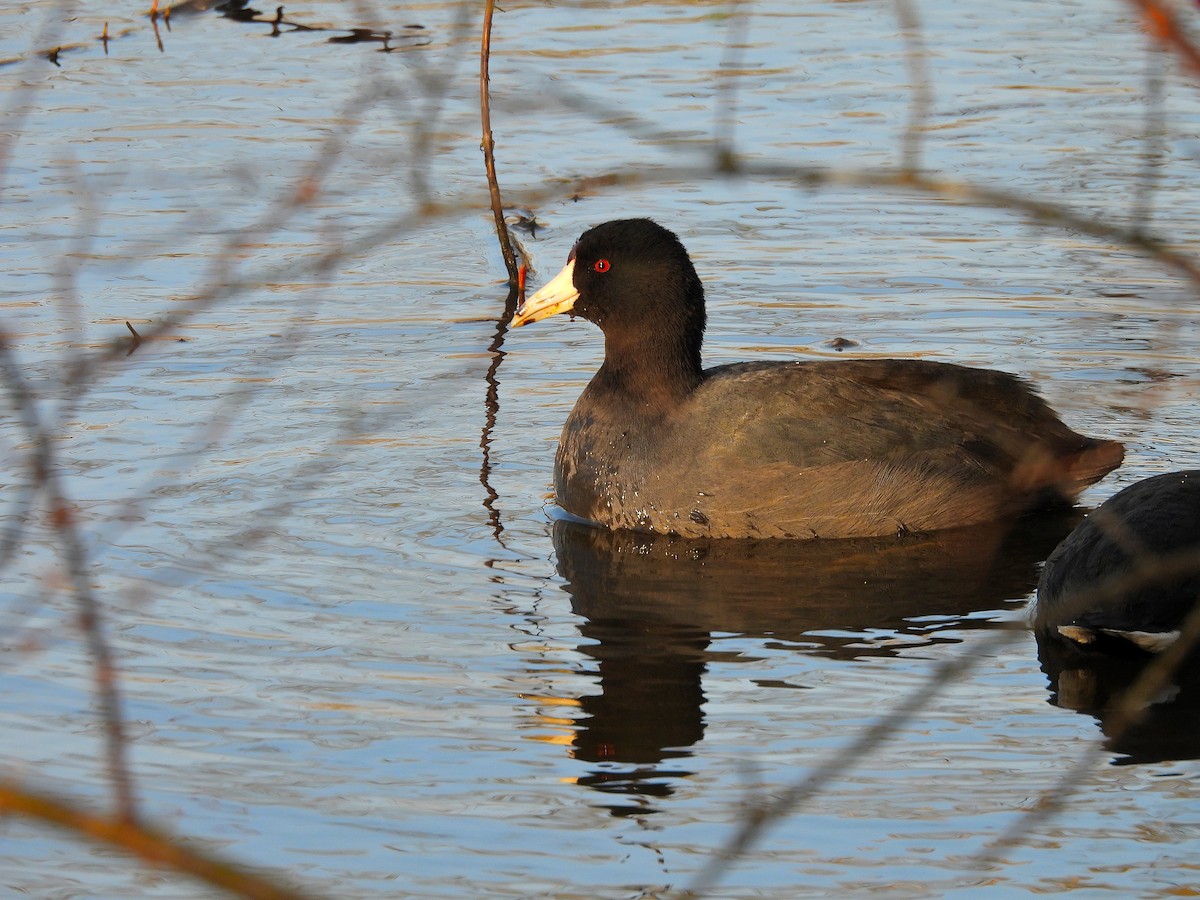 eBird Checklist - 13 Mar 2026 - Stumpy Lake Natural Area - 13 species