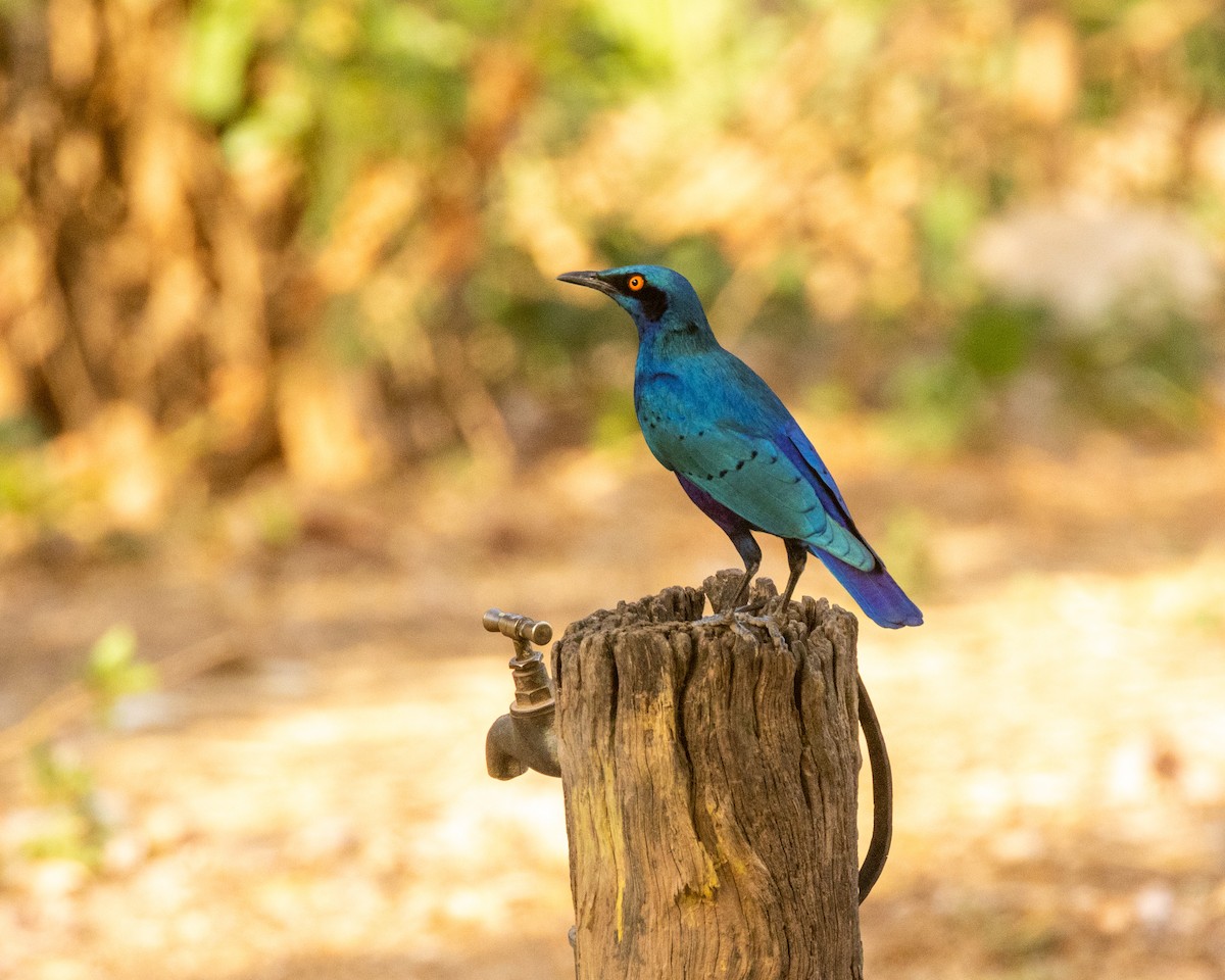 Бронзовохвостый спрео - ML652729226