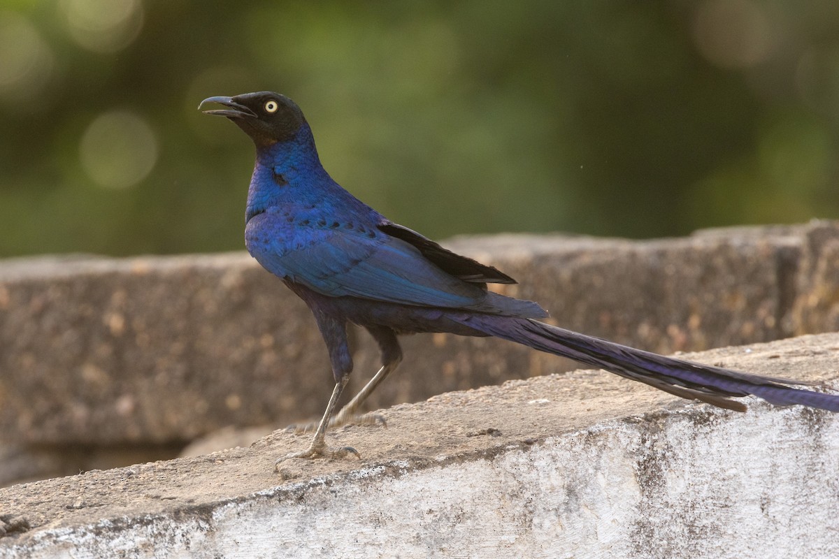 Длиннохвостый спрео - ML652729240