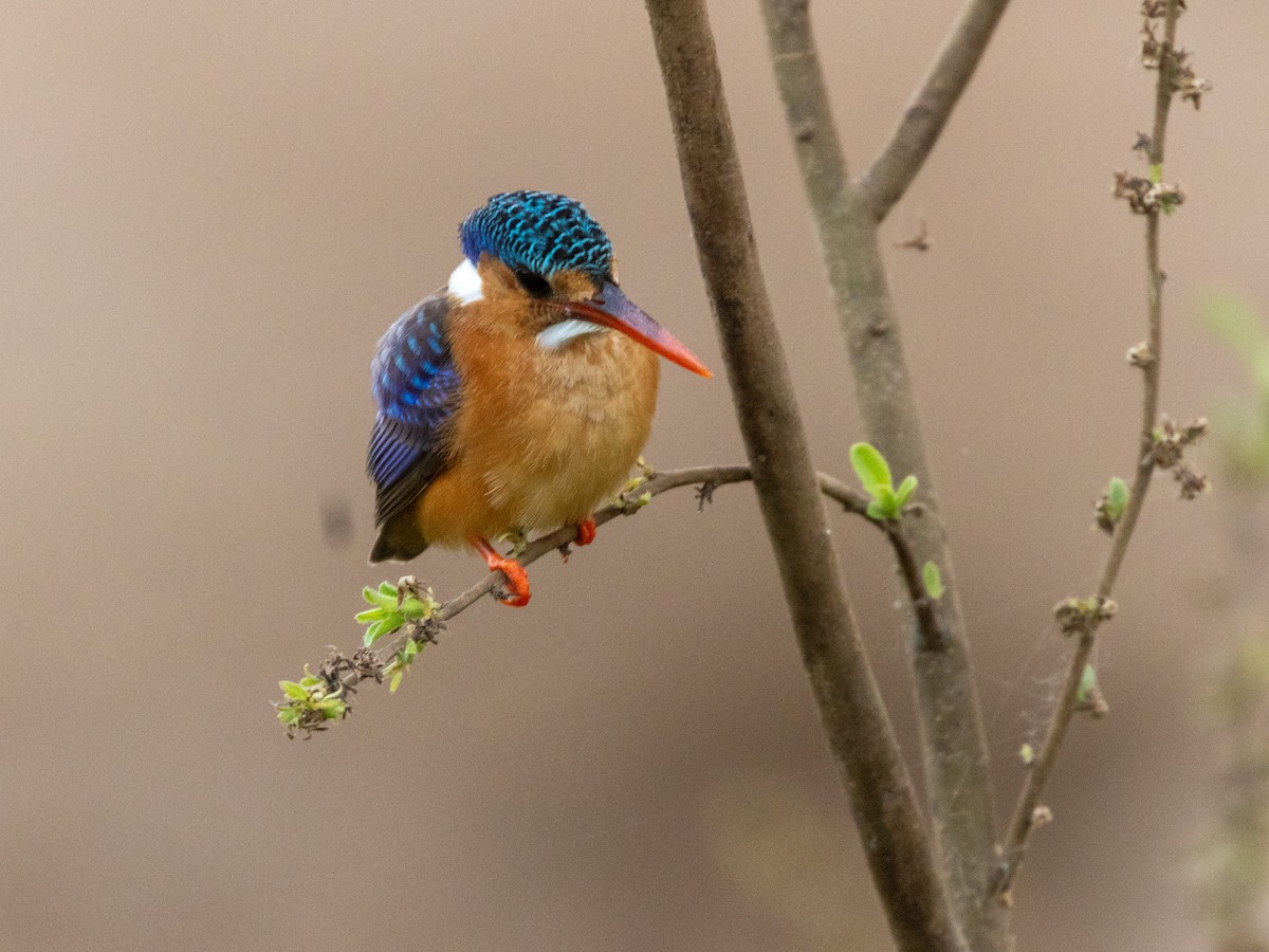 Малахитовый зимородок [группа cristatus] - ML652729273