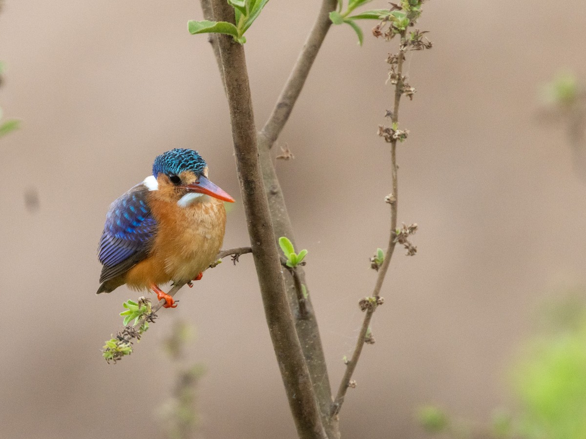 Малахитовый зимородок [группа cristatus] - ML652729286