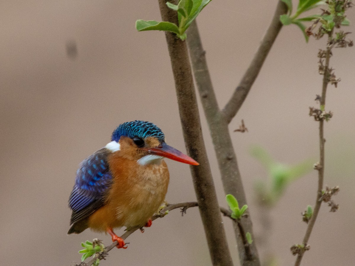 Малахитовый зимородок [группа cristatus] - ML652729303