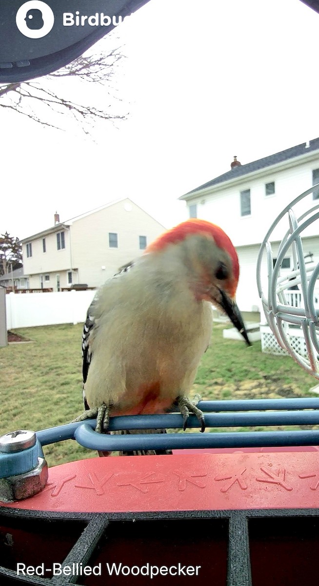 Red-bellied Woodpecker - ML652729377