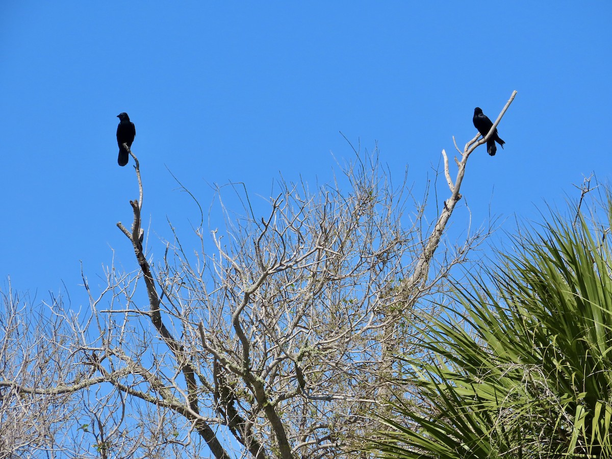 Fish Crow - ML652729914