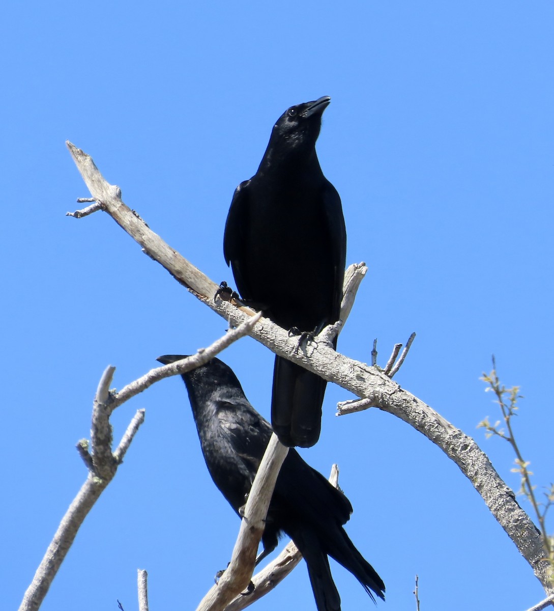 Fish Crow - ML652729915